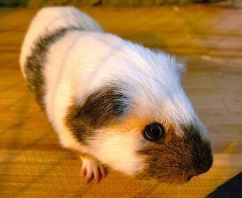 Rescue Guinea Pig Guinea Pigs for Adoption in Kansas City, Missouri - Smores | PetCurious